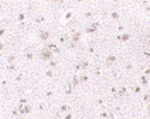 Antibody product image